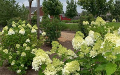 EFFECTS OF NATURE THERAPY