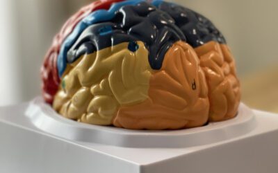 Book Review: The Yes Brain